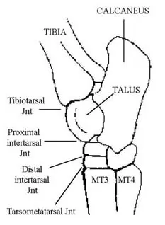 Distal Tarsitis | South Shore Equine Clinic