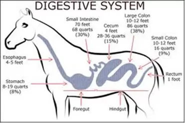 digestive colic